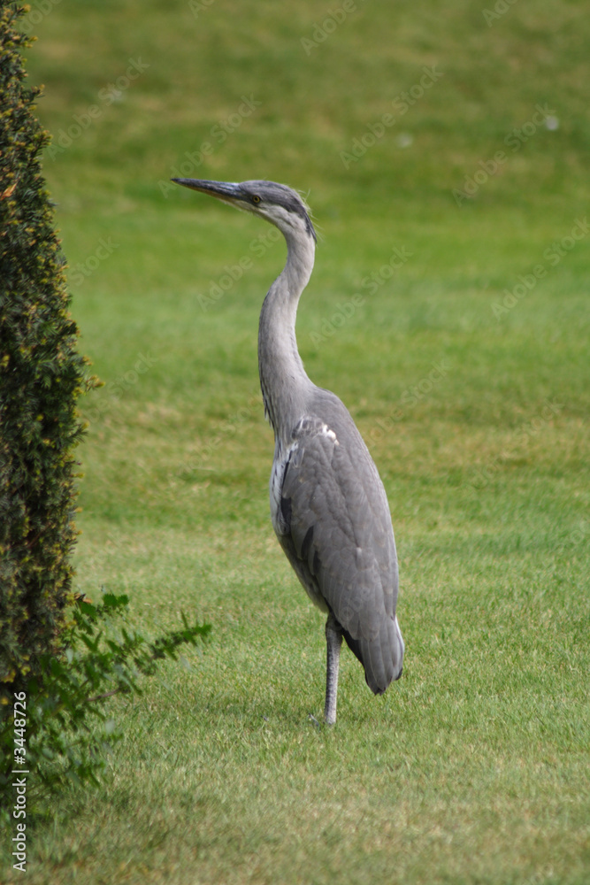 Fototapeta premium heron at hampton court