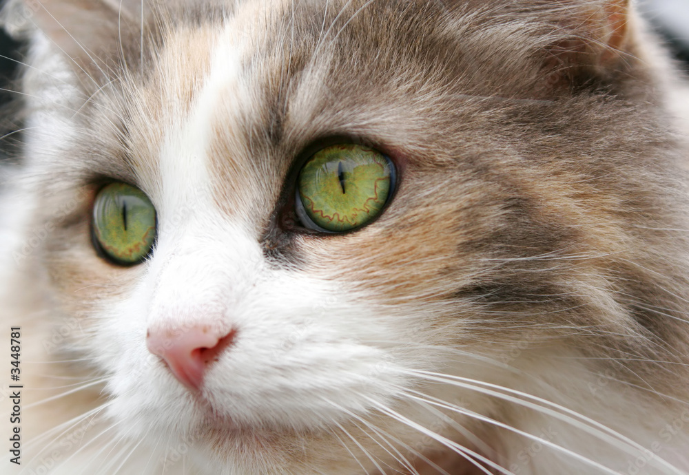 cat cat