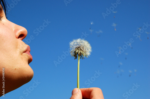 Canvastavla bloweing dandelion #3