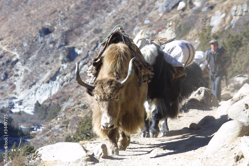 yaks aus nepal photo