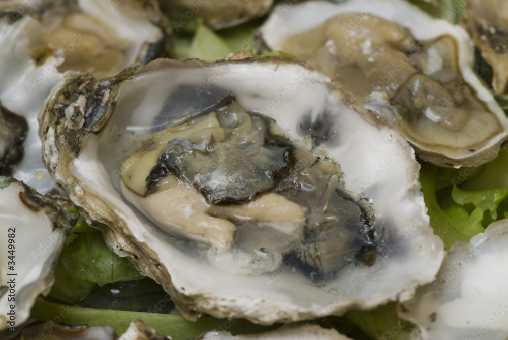 fresh oysters fresh oysters
