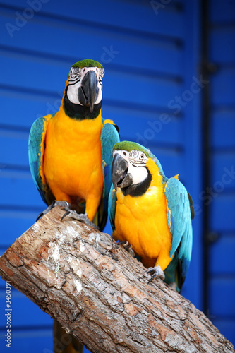 macaws