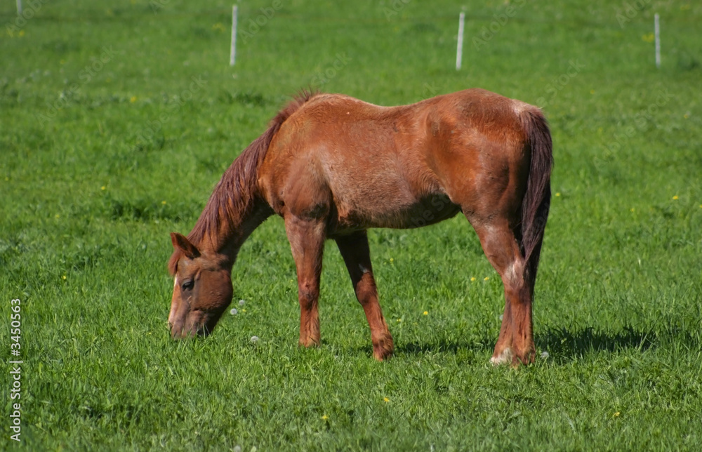 Fototapeta premium horse on a field