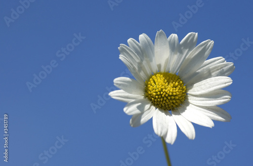 daisy on blue