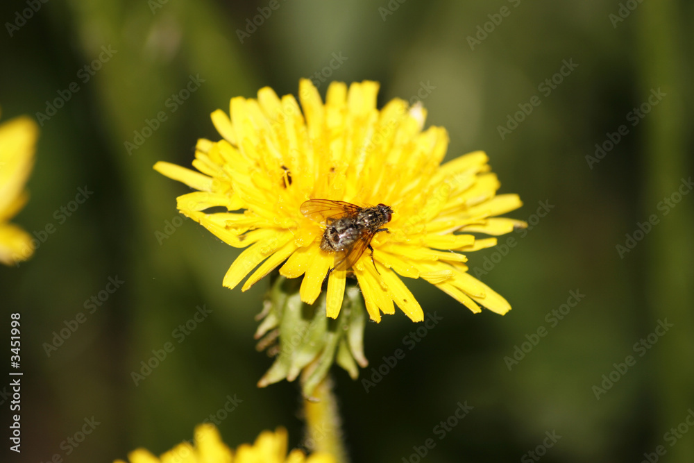 fly and dandelion fly and dandelion