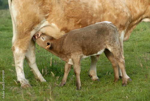 vache et son petit veau photo