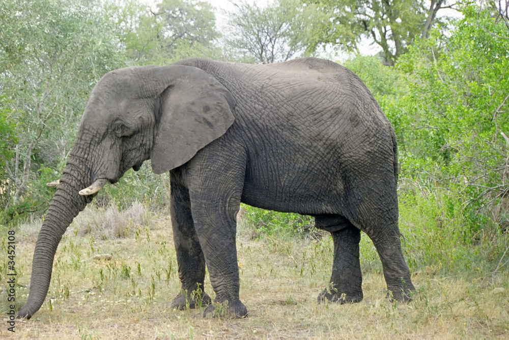 kruger elephant