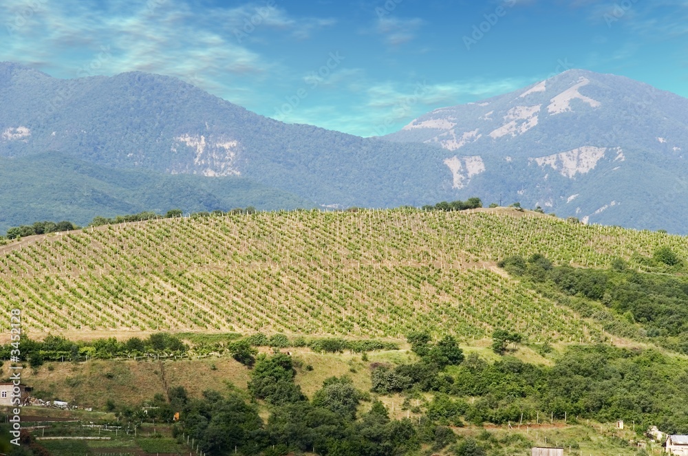 vineyards at bottom of mountain 2