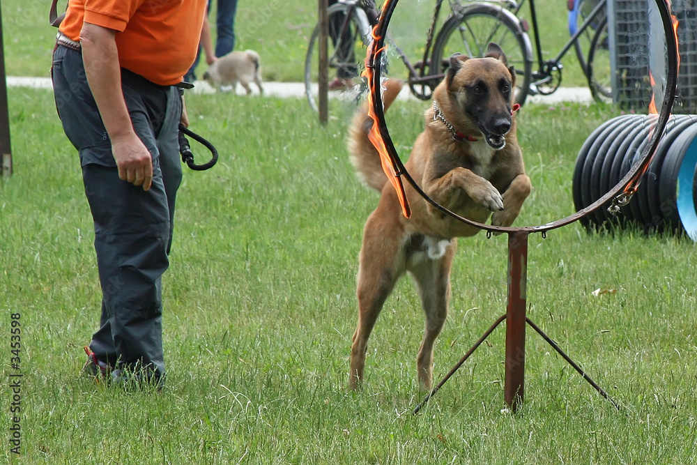 dog show