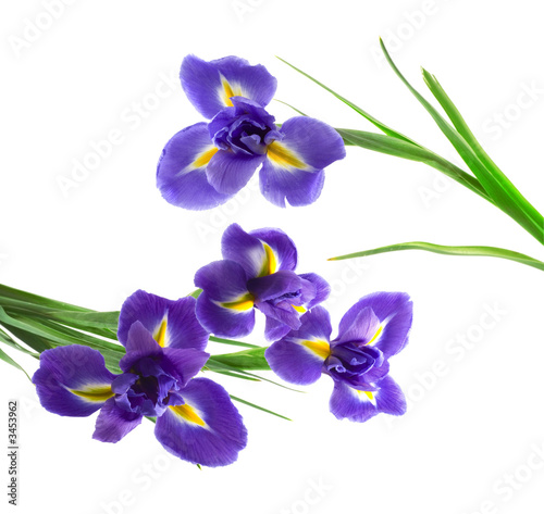 Fototapeta Naklejka Na Ścianę i Meble -  purple and yellow iris