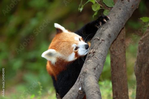 red panda