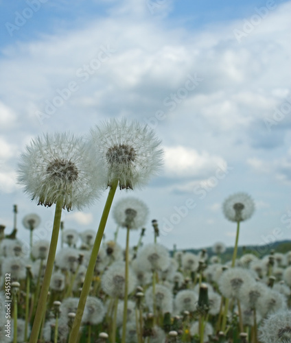 dandelion field