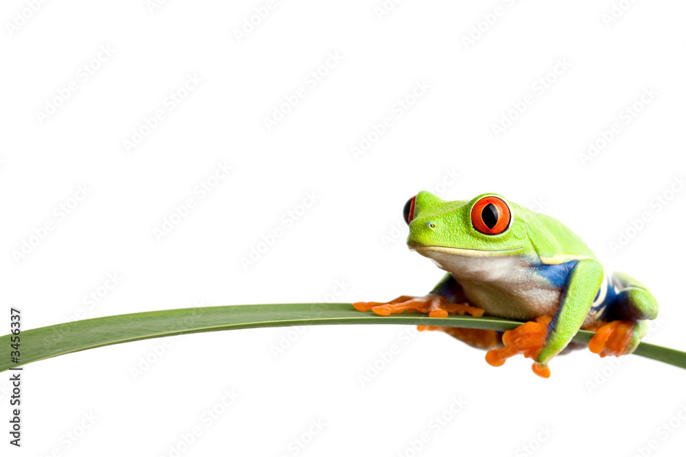 Obraz premium żaba na liściu