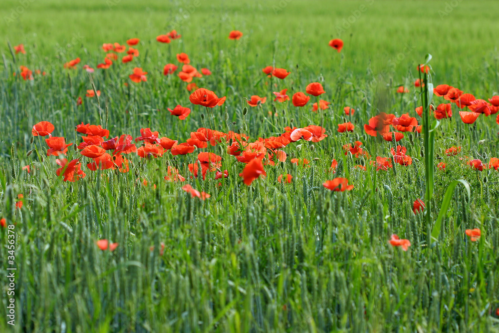 red corn poppy flowers