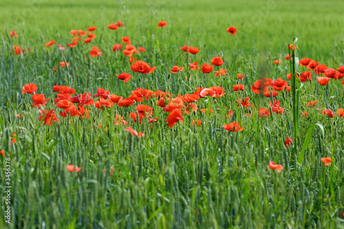 red corn poppy flowers