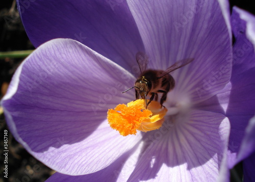 looking for nectar
