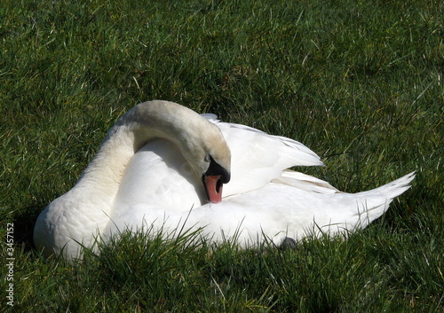 swan preening in a field