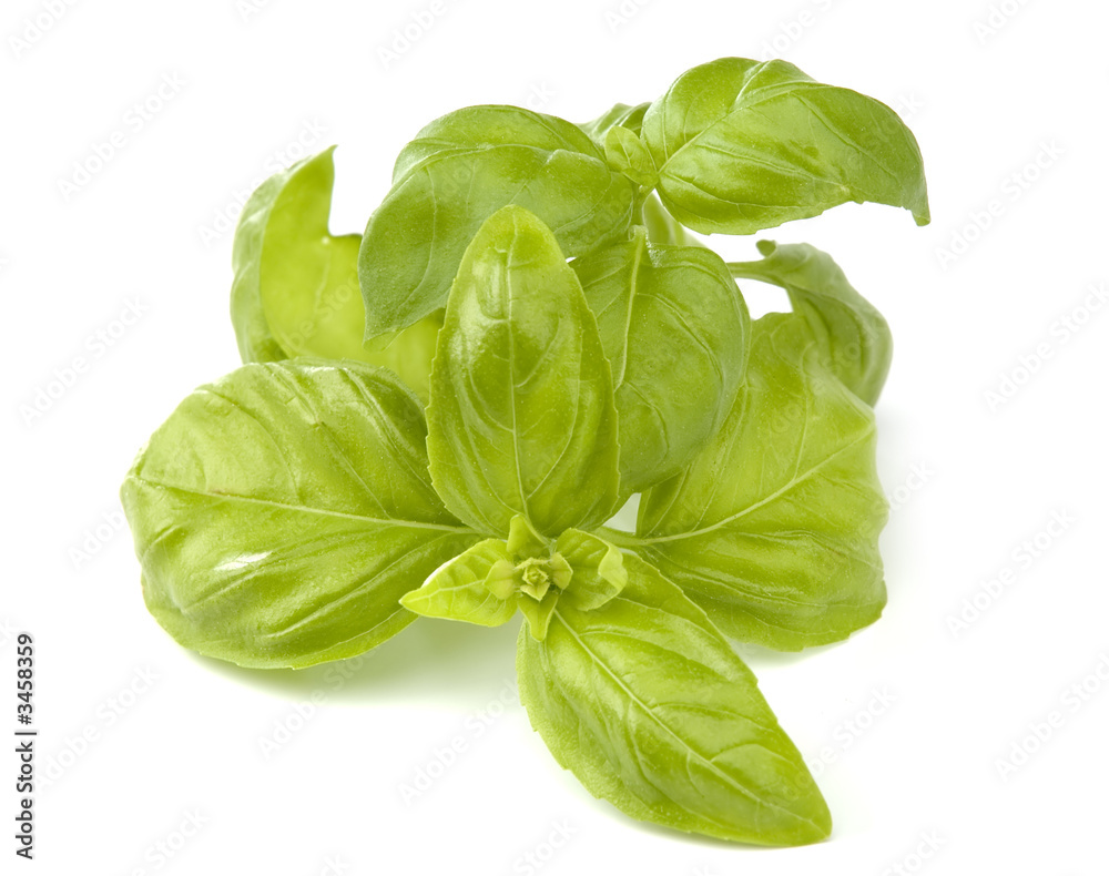 Fototapeta premium basil