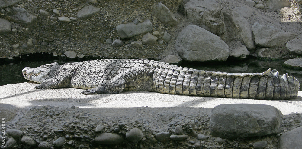 crocodile de nile 1 crocodile de nile 1