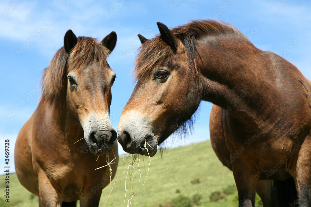 happy horses