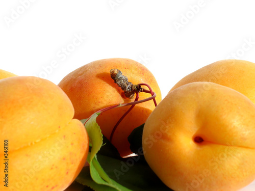 apricots