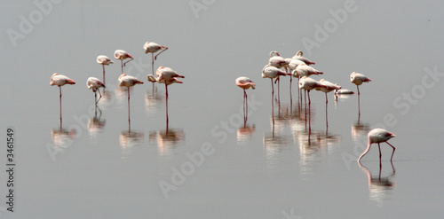 groupe de flamants roses au repos