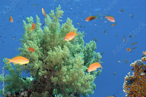 Fototapeta Naklejka Na Ścianę i Meble -  coral blando