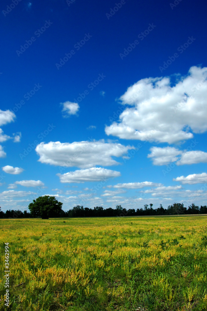 spring meadow