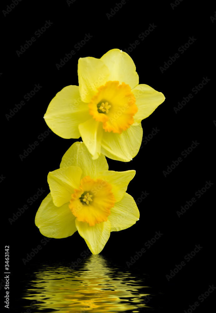 Daffodils