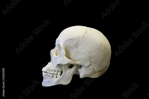 human skull