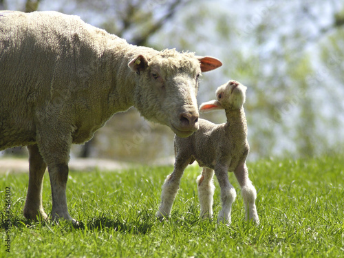 ewe and calf