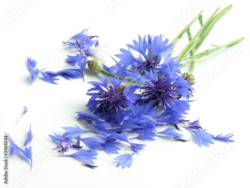 blue corn-flower as herb © Maria Brzostowska