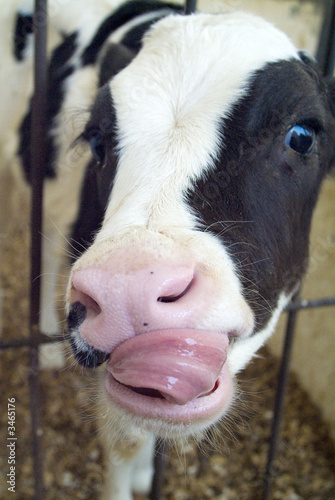 cow tongue