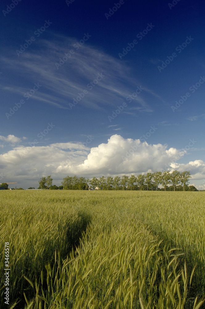 traces dans les blés