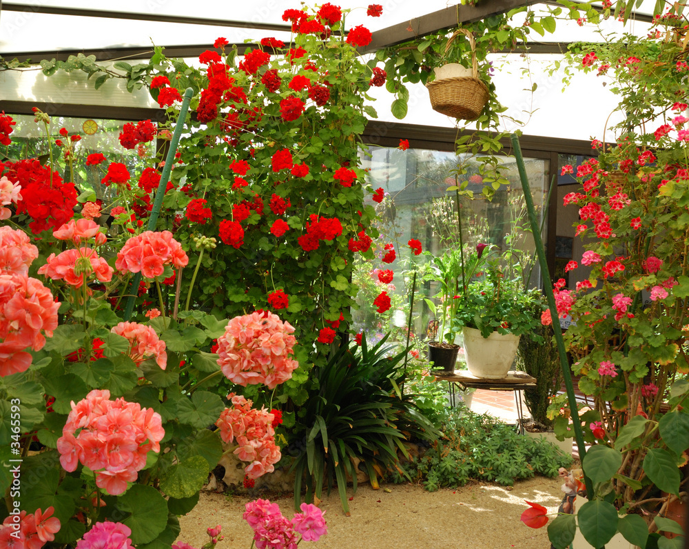 Naklejka premium fleurs sous serre