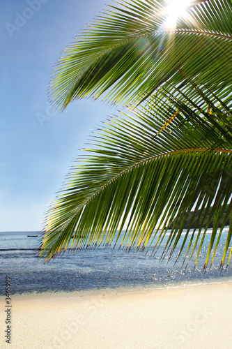 palm tree paradise