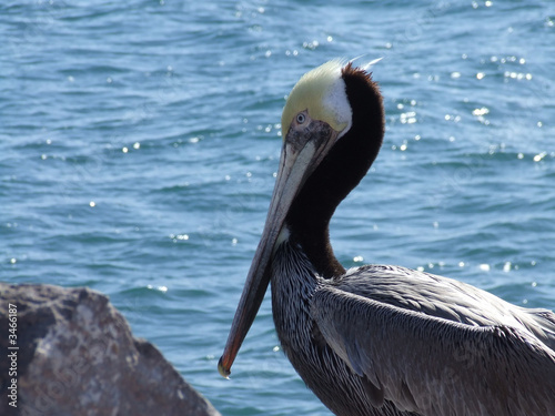 pelican close-up