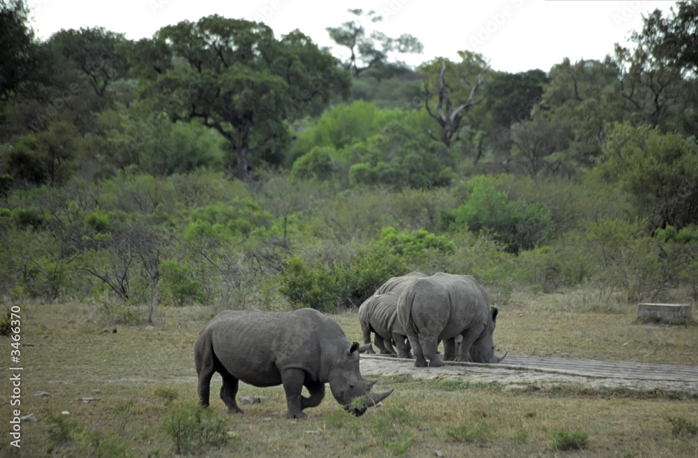 rhino rhino