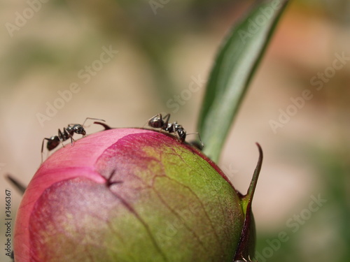 ants on the flower photo