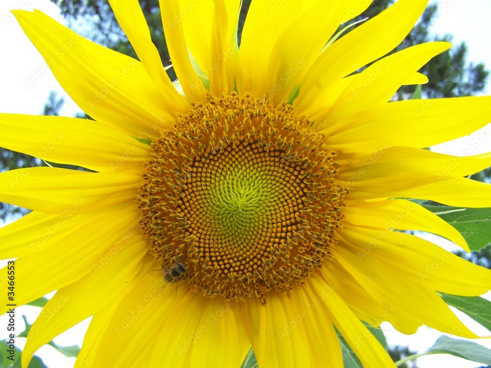 Naklejka premium sunflower with a bee