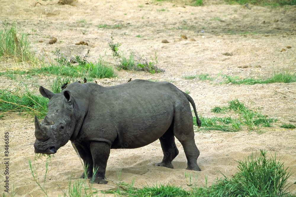 rhino rhino