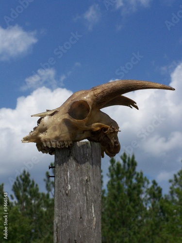 goat skull