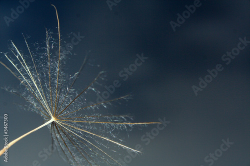 dandelion and wind