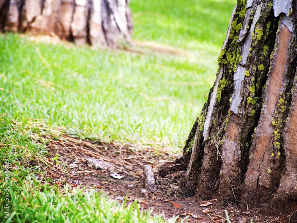 tree base tree base