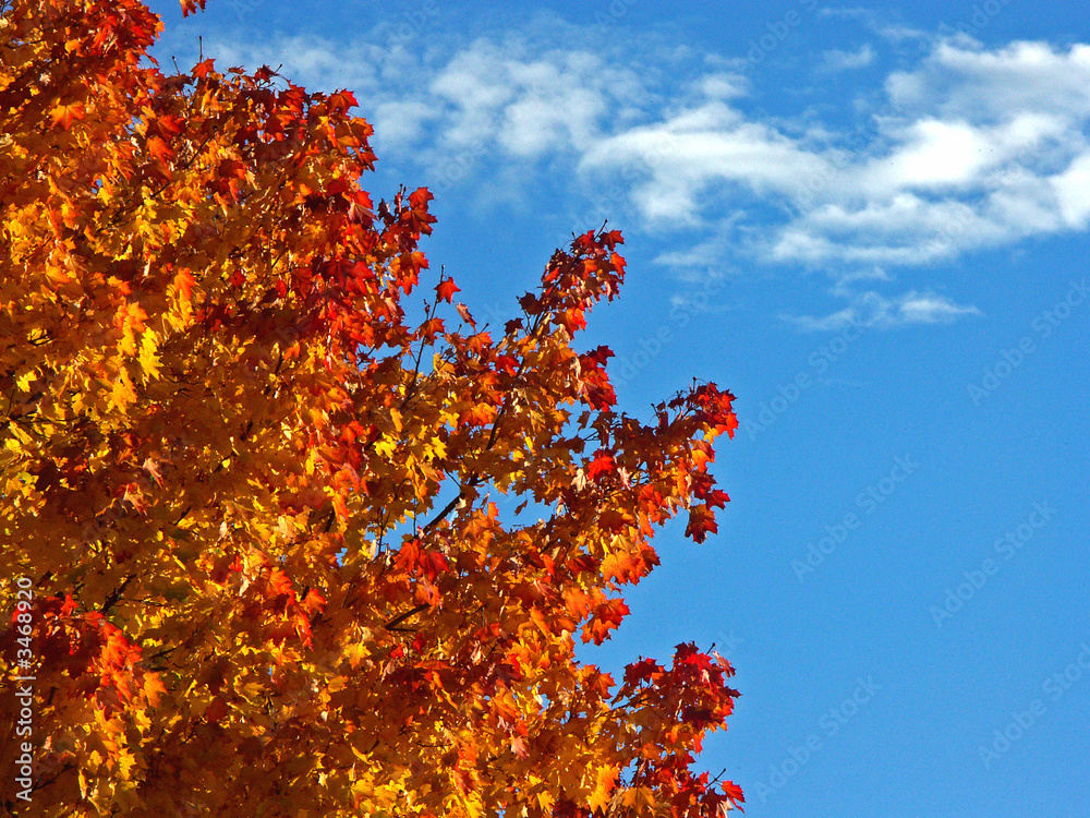herbstlaub herbstlaub