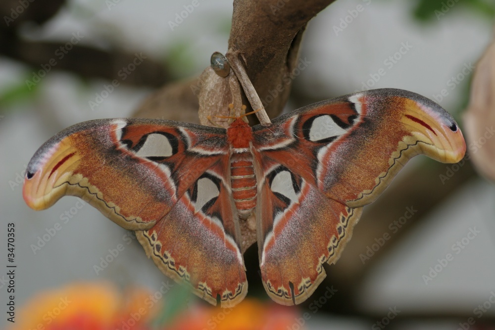 Naklejka premium giant atlas moth