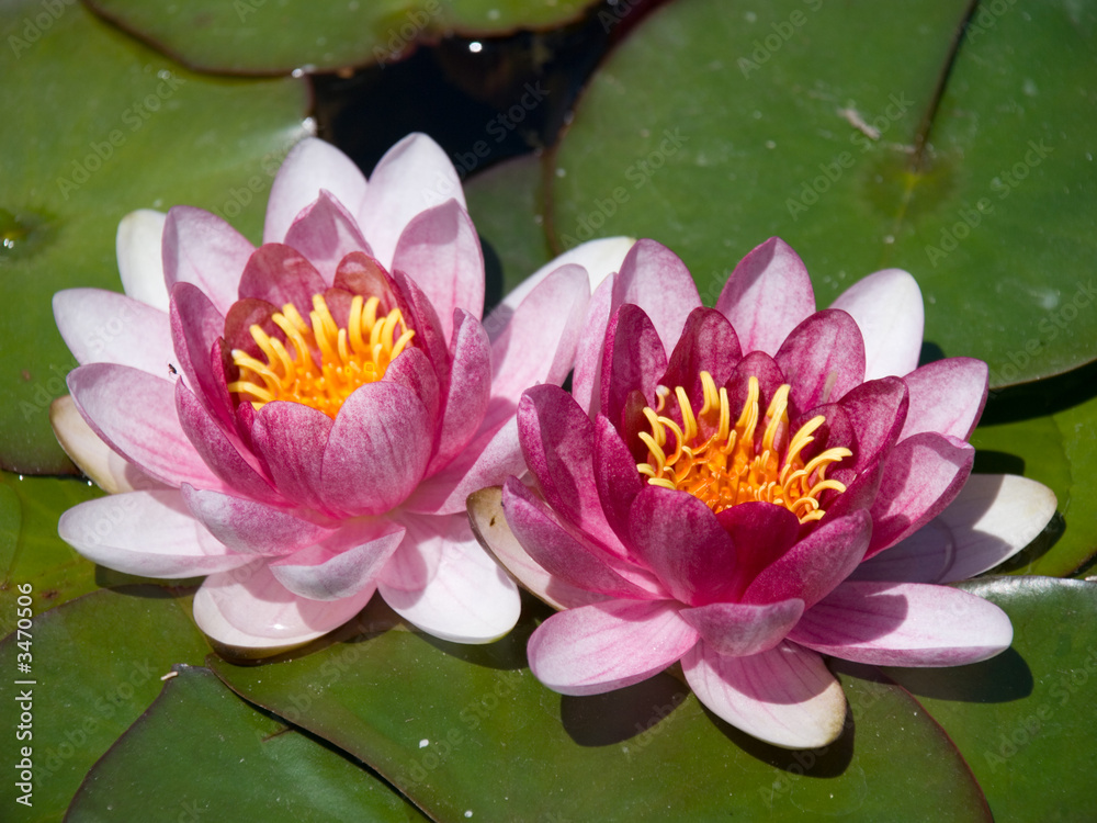 water-lily