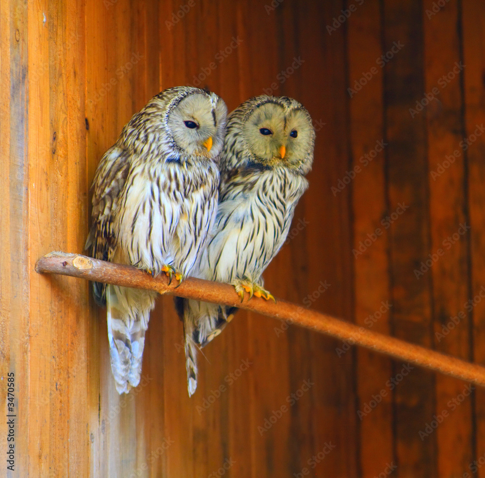 Fototapeta premium owl