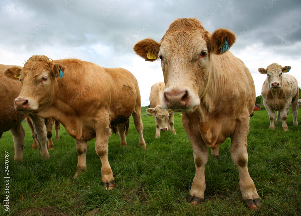 cattle 43 cattle 43