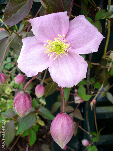 pink clematis
